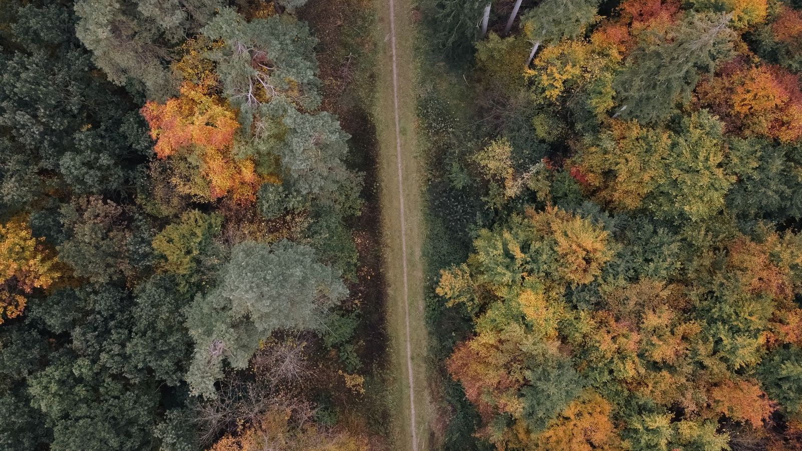 An autumn forest with a path seen from above