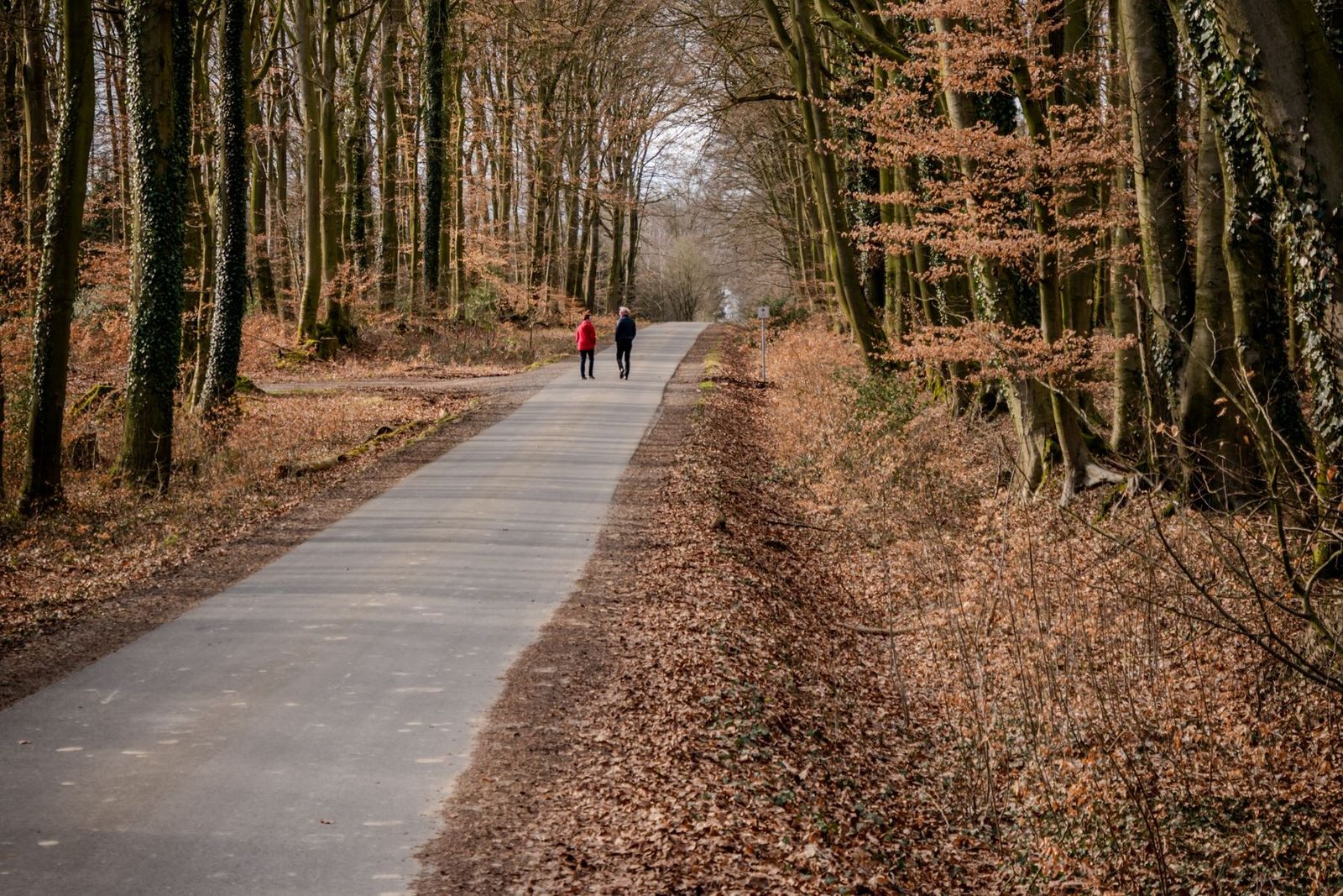 A wide surfaced forest path between beech trees