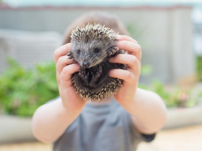 Pinnsvin blir holdt i hendene av et barn.