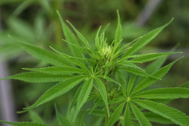 Nærbilde av cannabisplante.