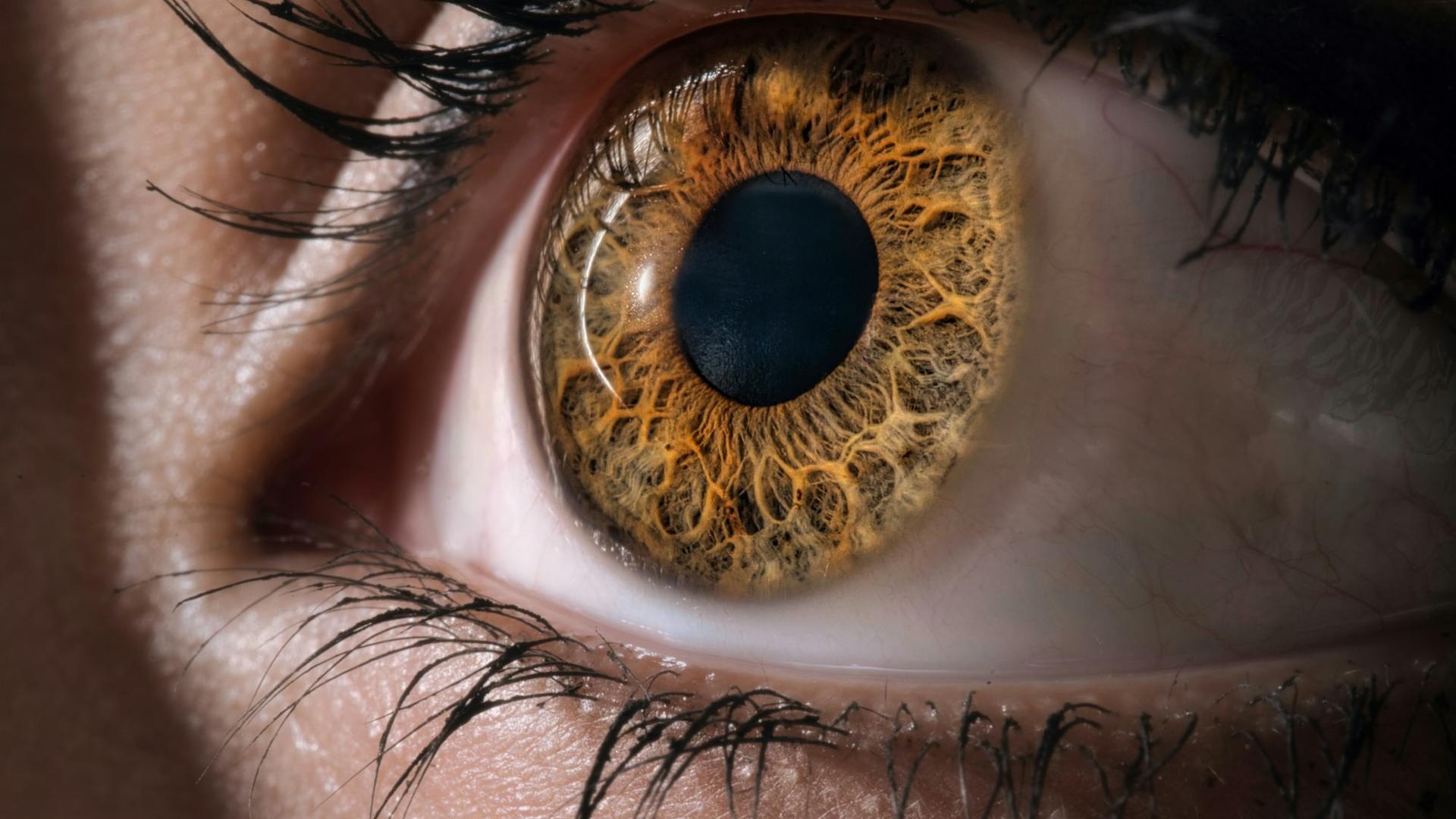 Gros plan extrême sur un œil humain à l'iris brun doré, la cornée et la pupille nettement visibles, pour illustrer l'anatomie de l'œil concernée par la kératite
