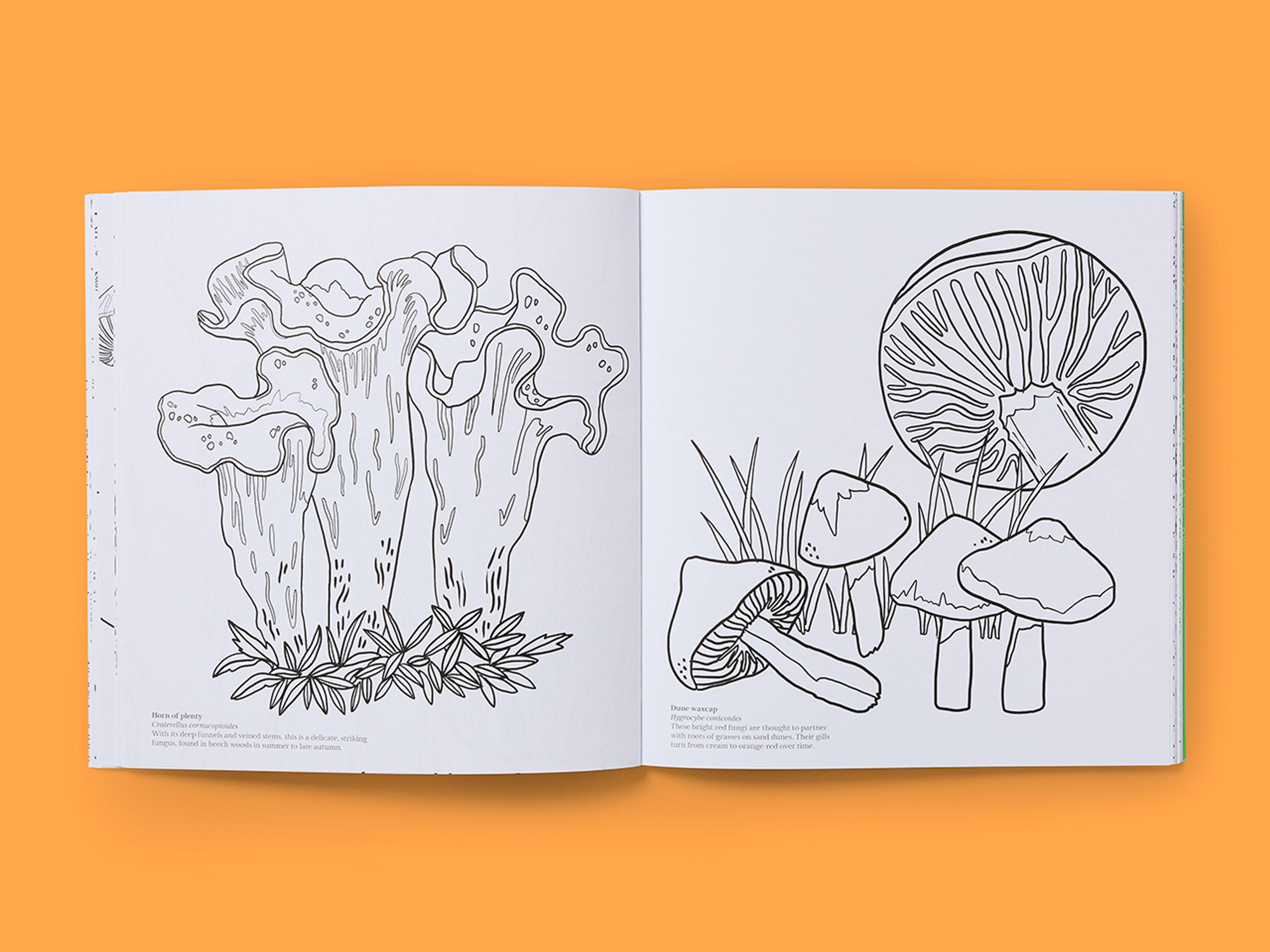 Open spreads from Natural Wonders: Fungi Colouring Book with line drawings of various mushrooms.