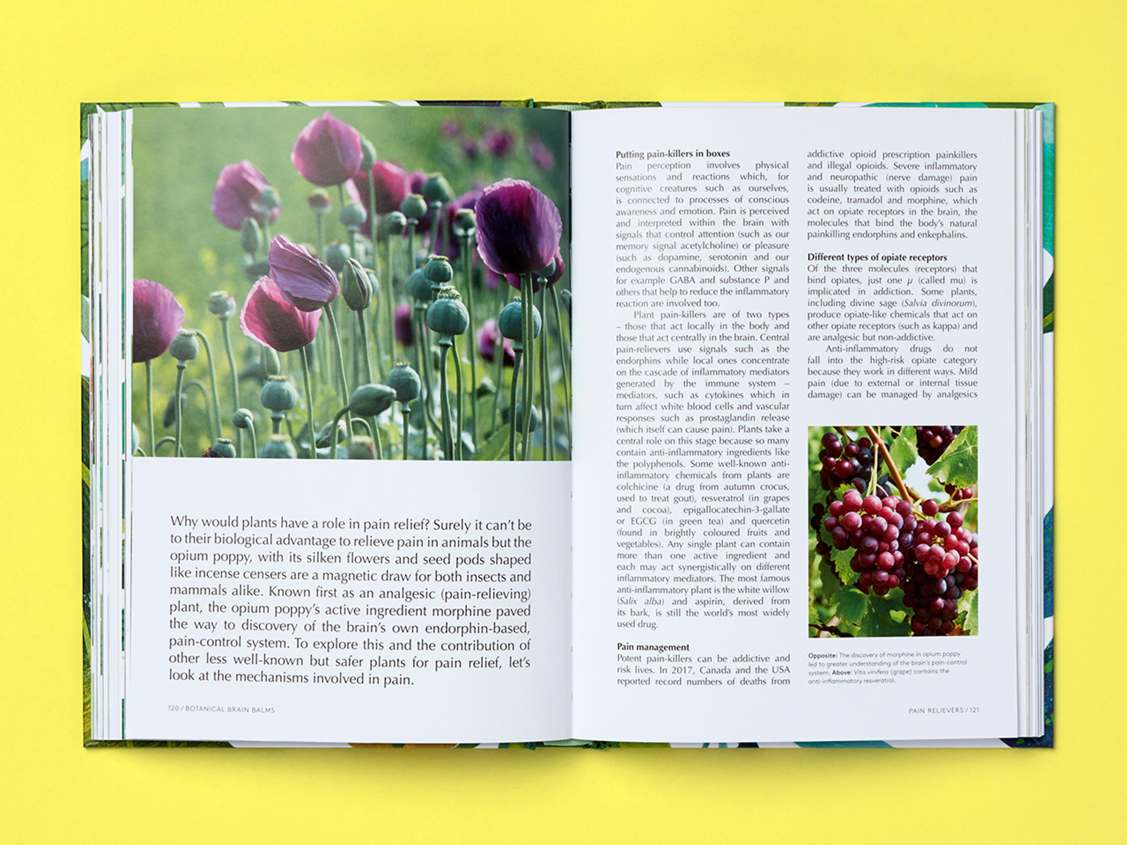 Open spread of the book Botanical Brain Balms.