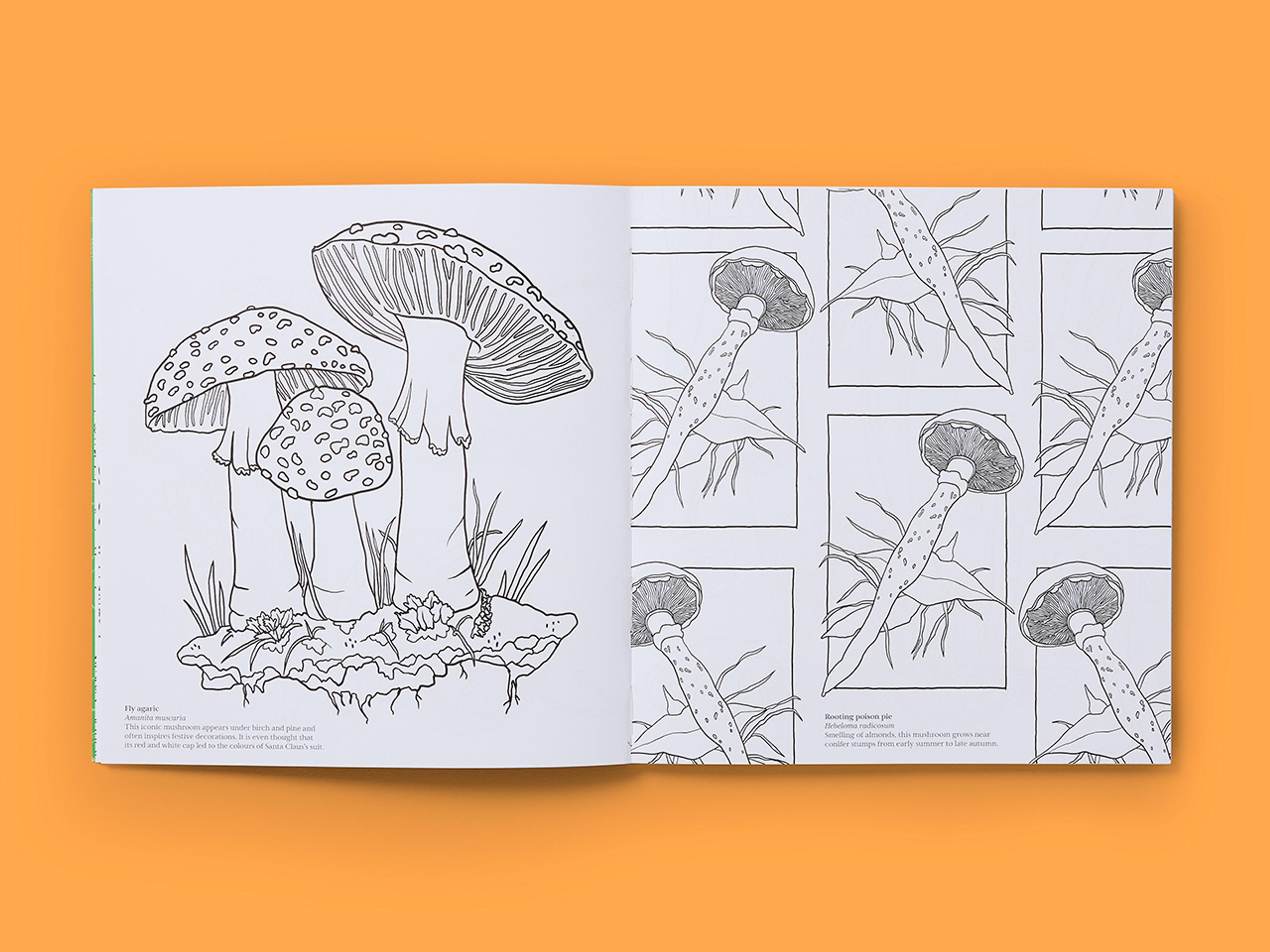 Open spreads from Natural Wonders: Fungi Colouring Book with line drawings of various mushrooms.