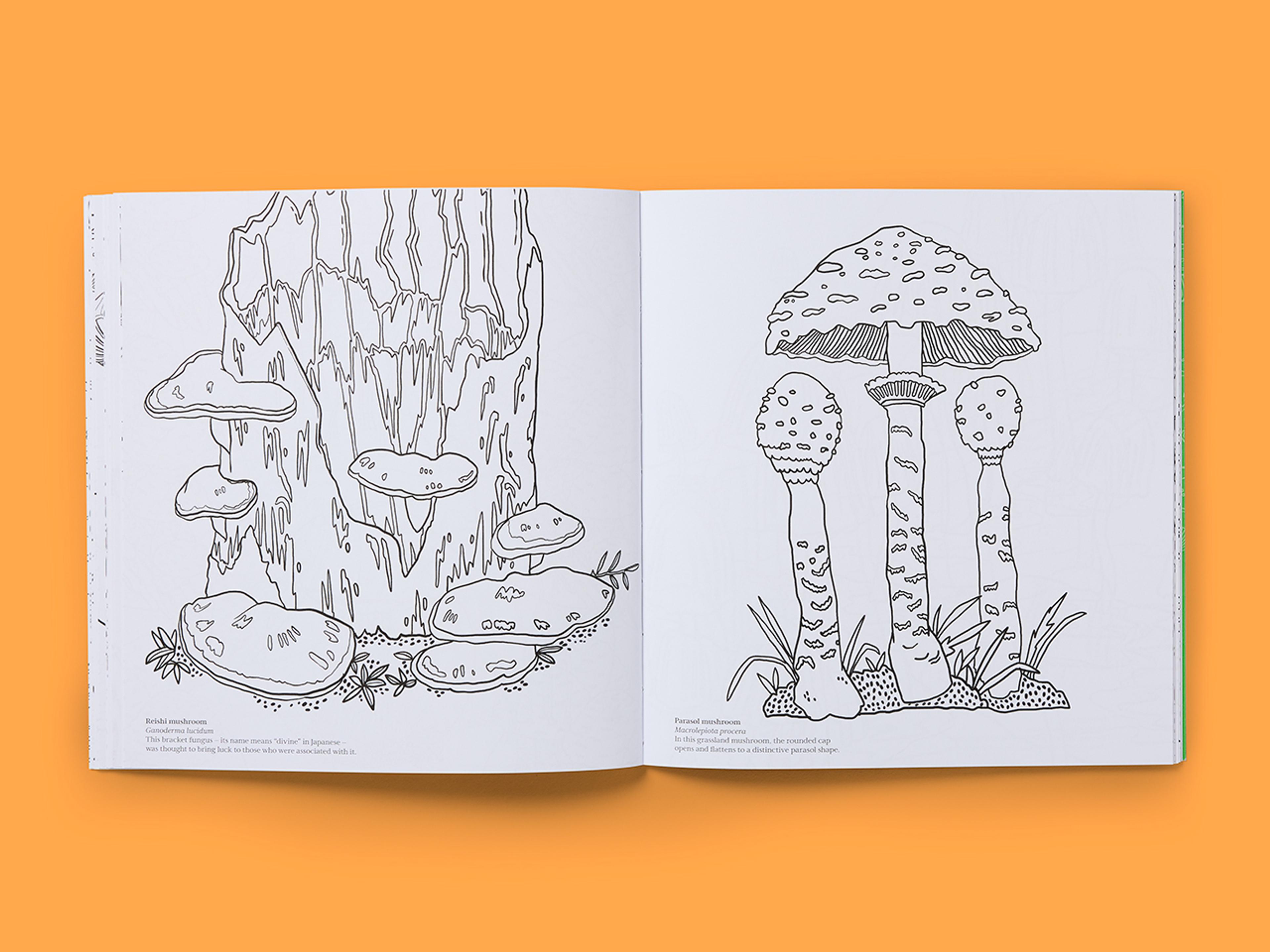 Open spreads from Natural Wonders: Fungi Colouring Book with line drawings of various mushrooms.