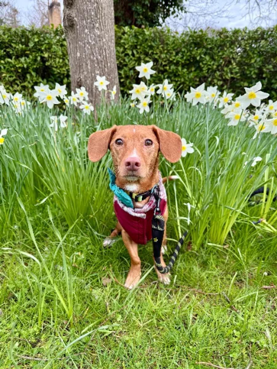 Barlow the dachshund — full glamour shot
