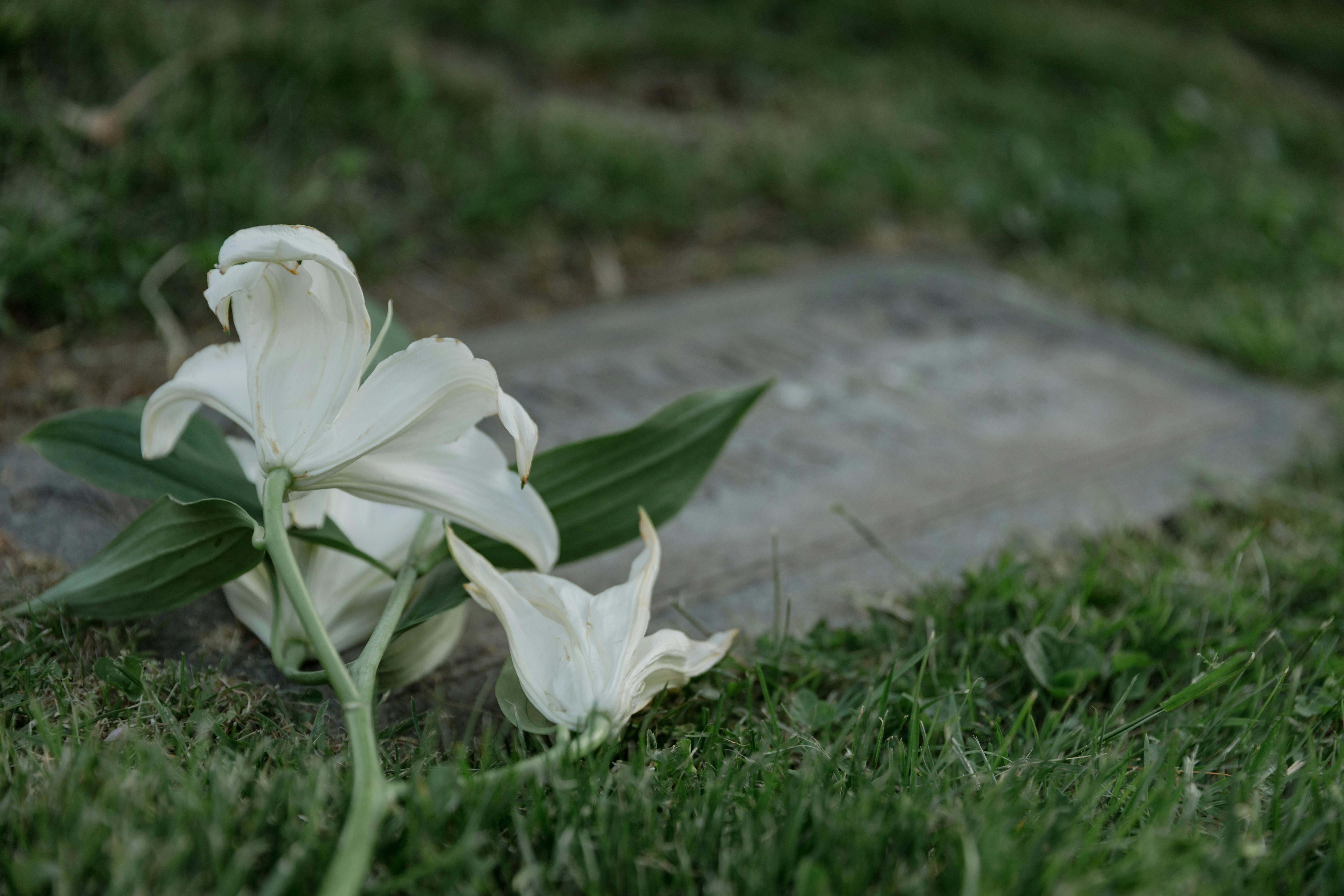 Cover Image for When to Hire a Wrongful Death Lawyer in Oklahoma City