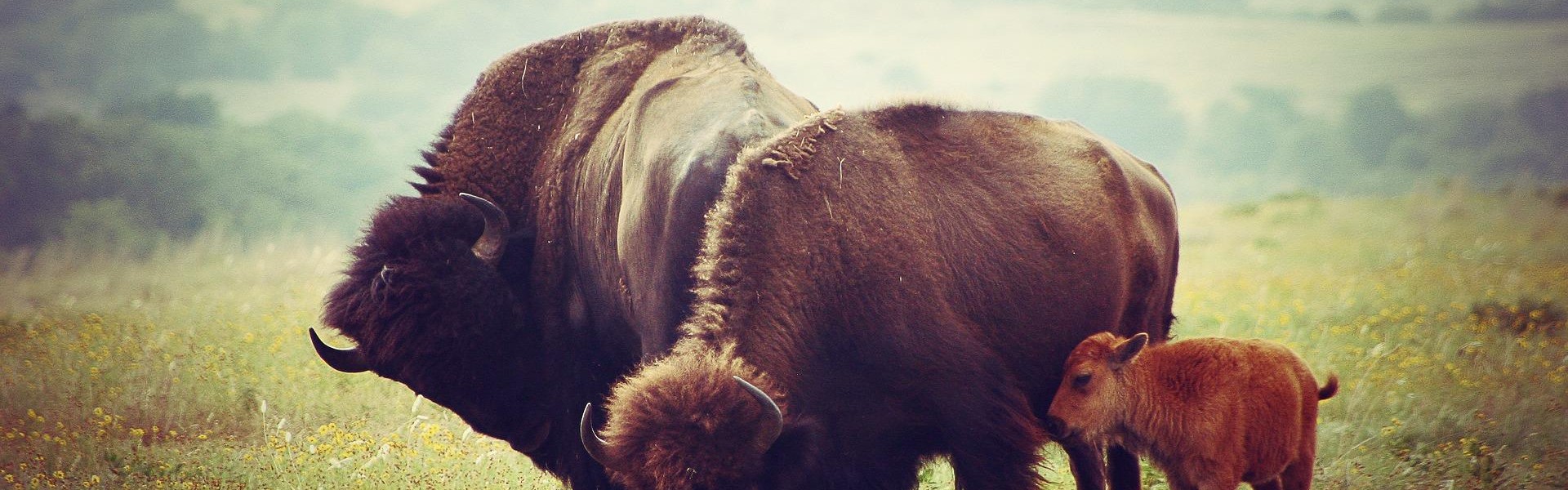 Cover Image for Tribal DUIs V. State DUIs: DUIs In The Cherokee Nation