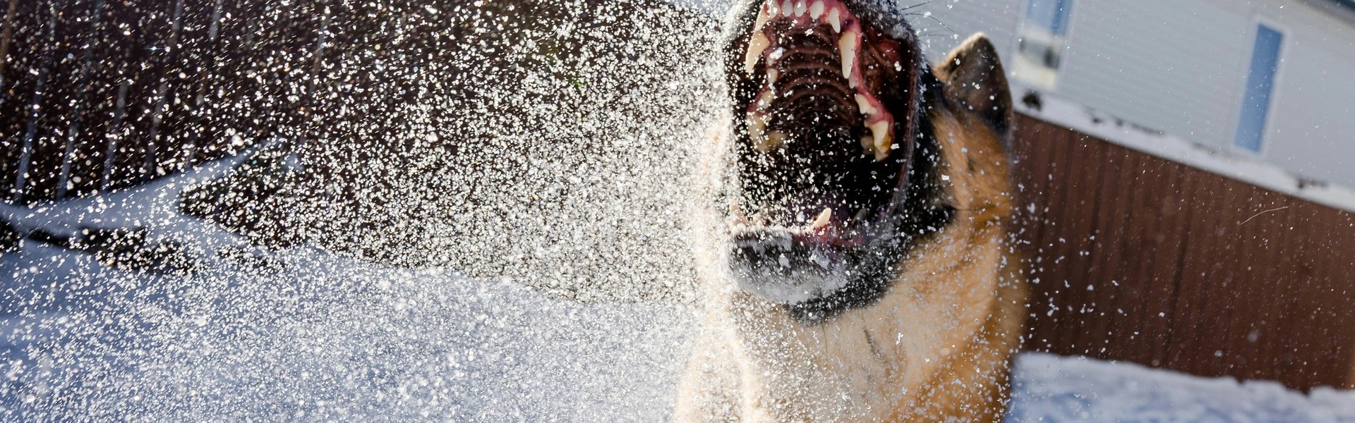 Cover Image for Oklahoma Dog Bite Laws: A Complete Guide for Victims