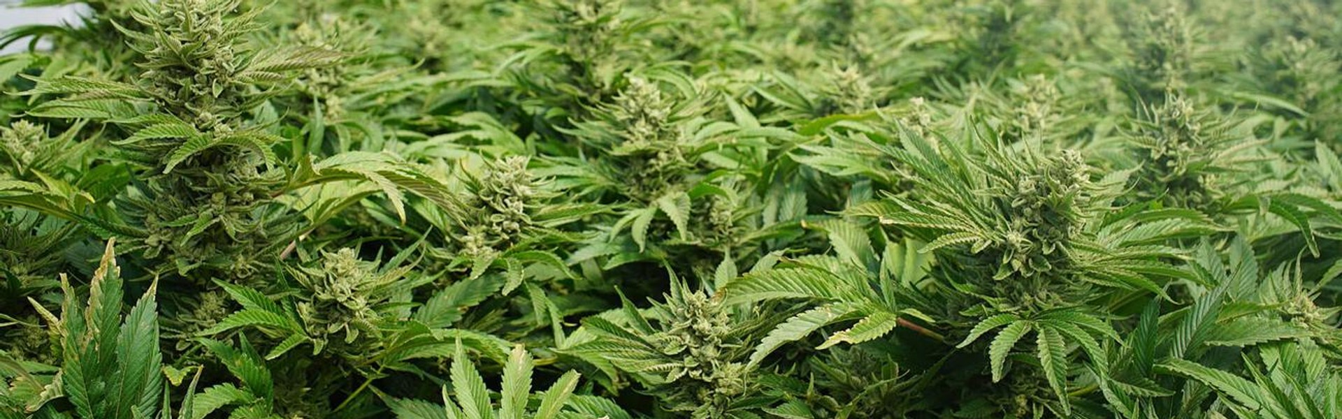 Cover Image for 788 passed. What do you do if caught with weed and you don’t have a medical marijuana card?