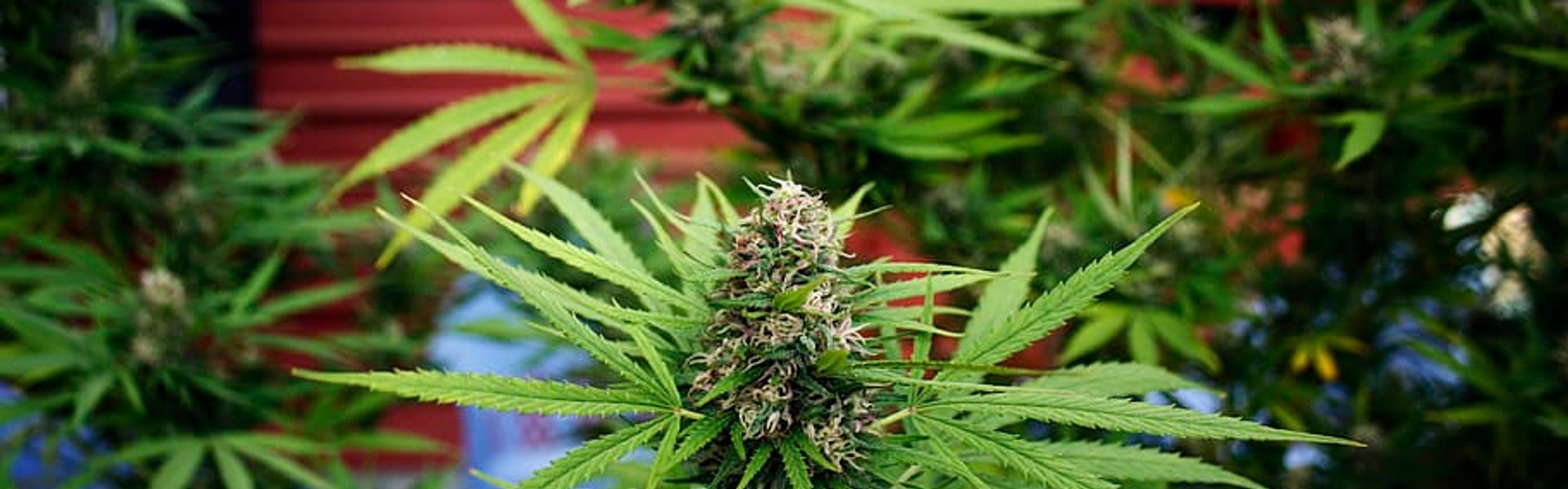 Cover Image for Researchers Find Shocking DUI Trends In States With Medical Pot