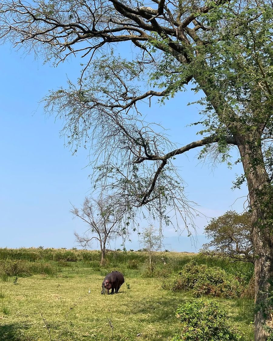 Hippos