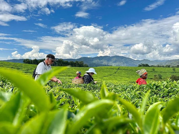 Teza Tea Plantation 