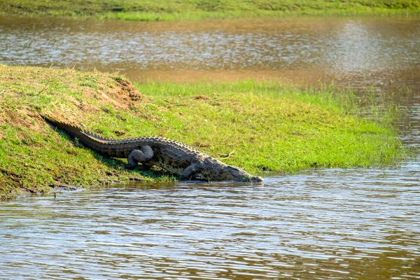 Wildlife and landscapes at Rusizi National Park
