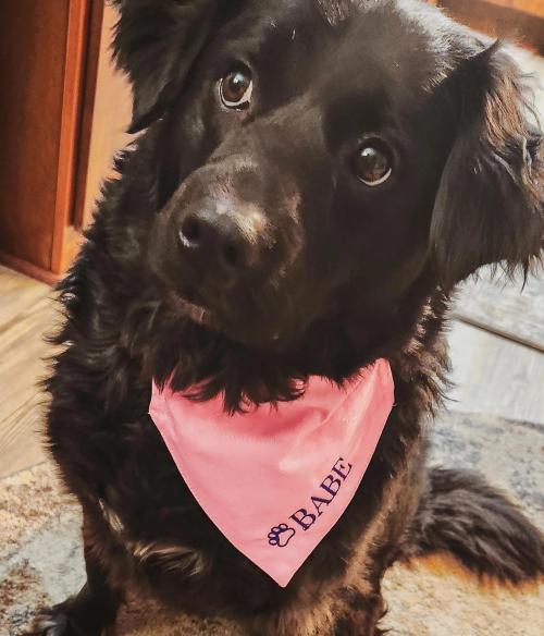 Black dog wearing a pink bandana embroidered with the name "Babe" and a paw print