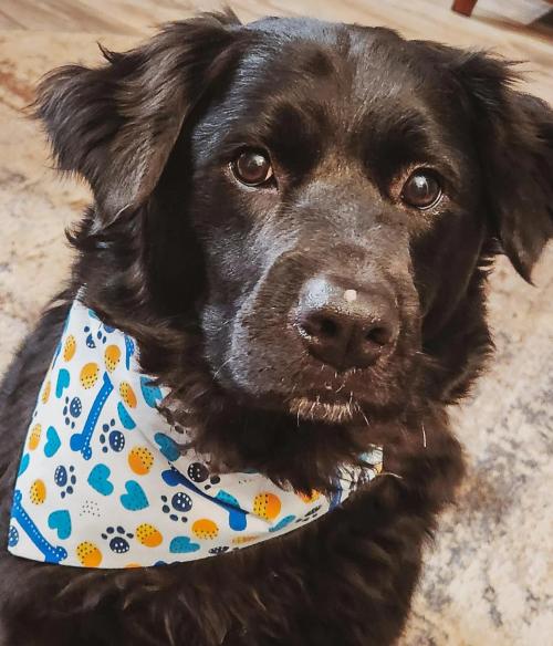 Dark brown dog wearing a blue and yellow paw-print and bone-print bandana