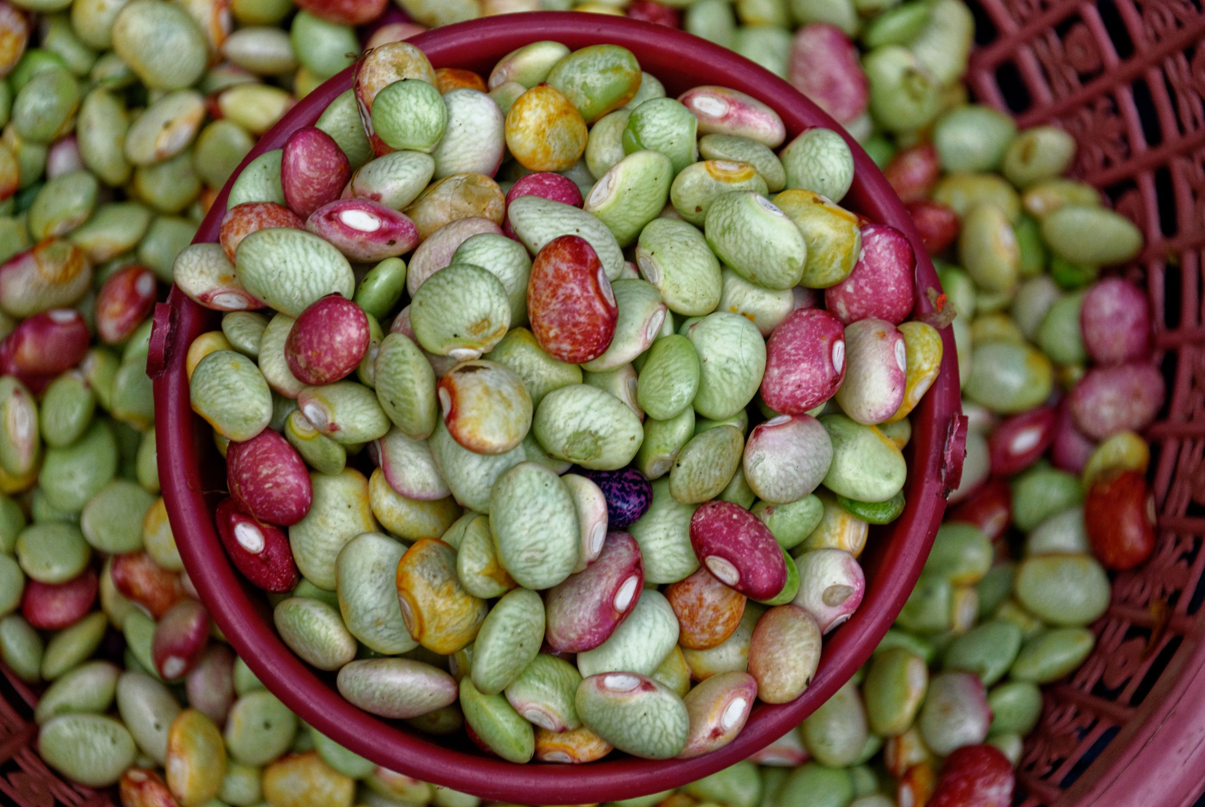 Compter des haricots à vue de nez et la sagesse des foules