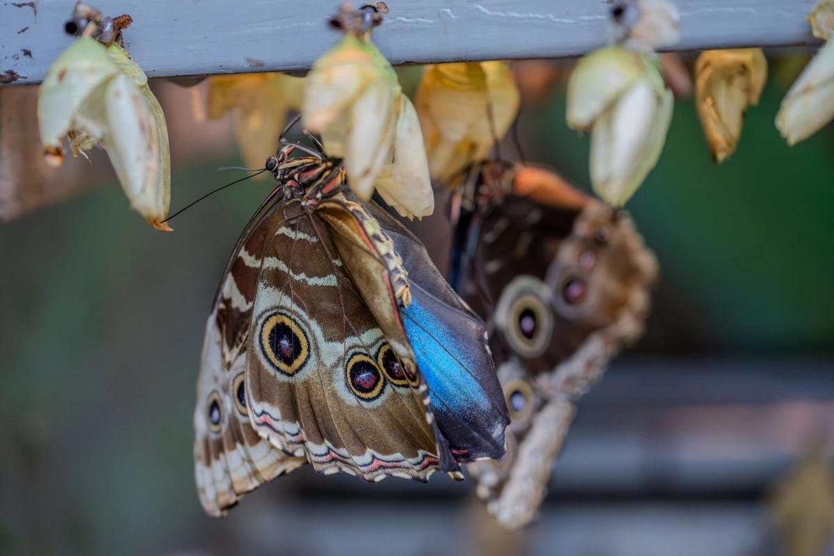 Quels sont les besoins de la chenille pour se transformer en papillon ?
