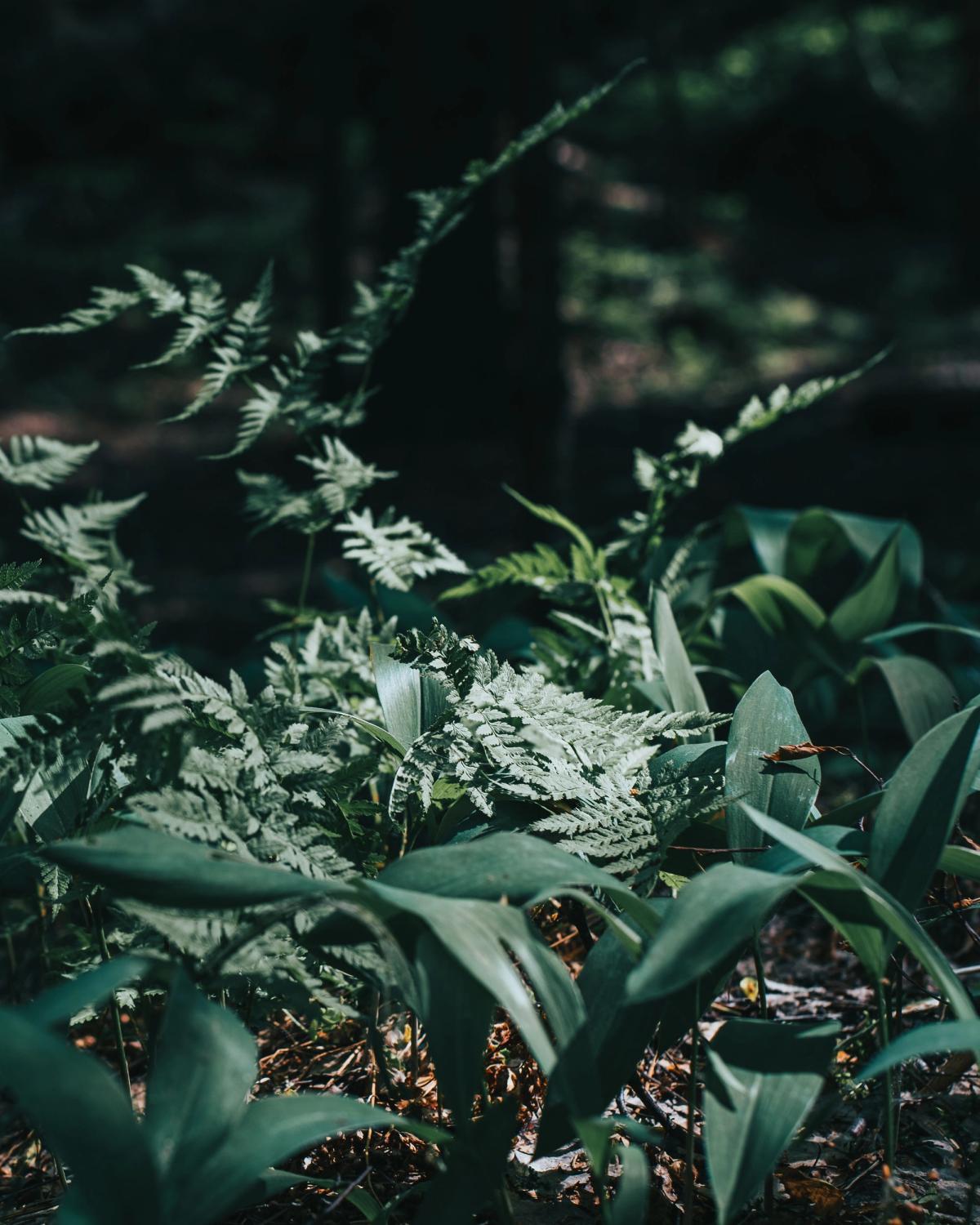 Escape Game sur les Plantes
