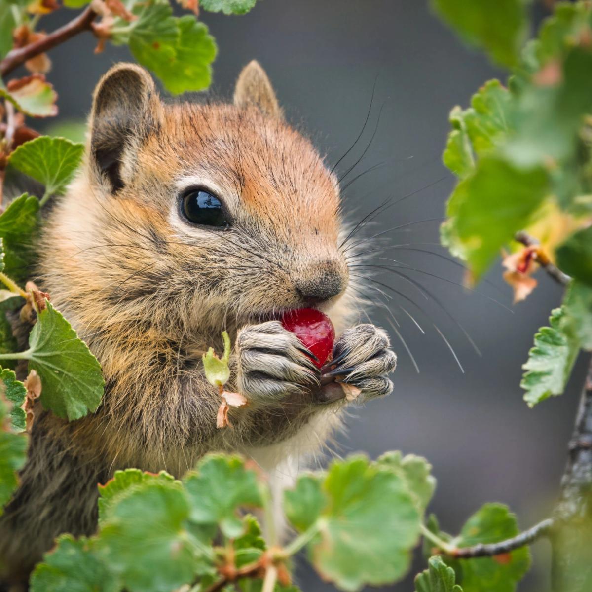 Gourmandises et attaques en forêt !