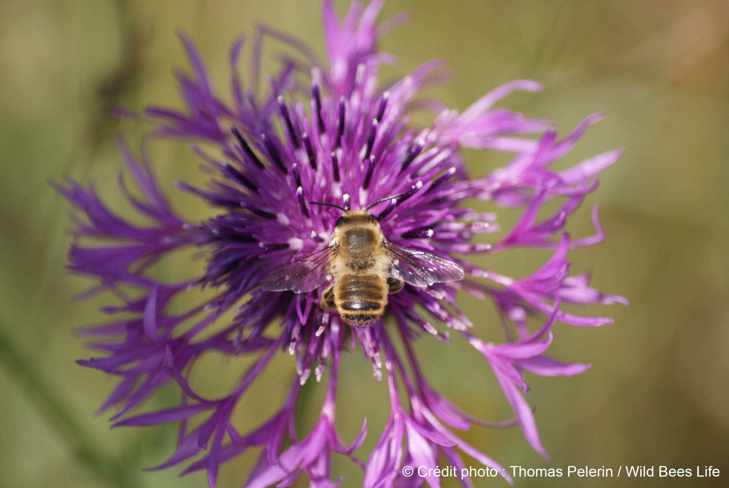 Abeilles sauvages et pollinisateurs