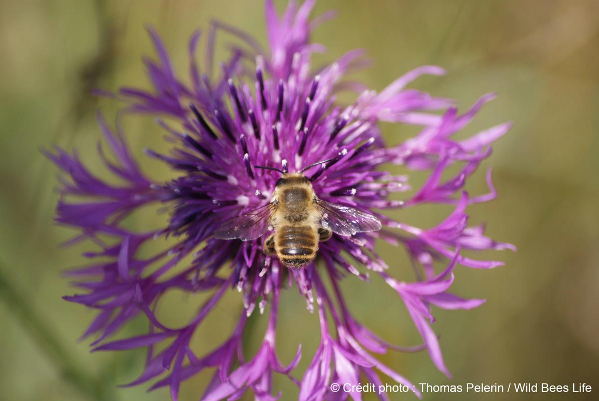 Abeilles sauvages et pollinisateurs