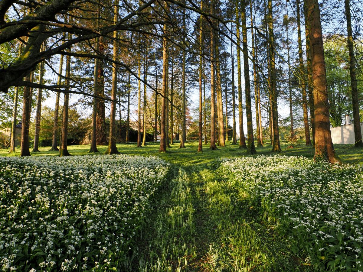 Le jardin-forêt préhistorique de Saulges