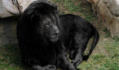 lion-noir