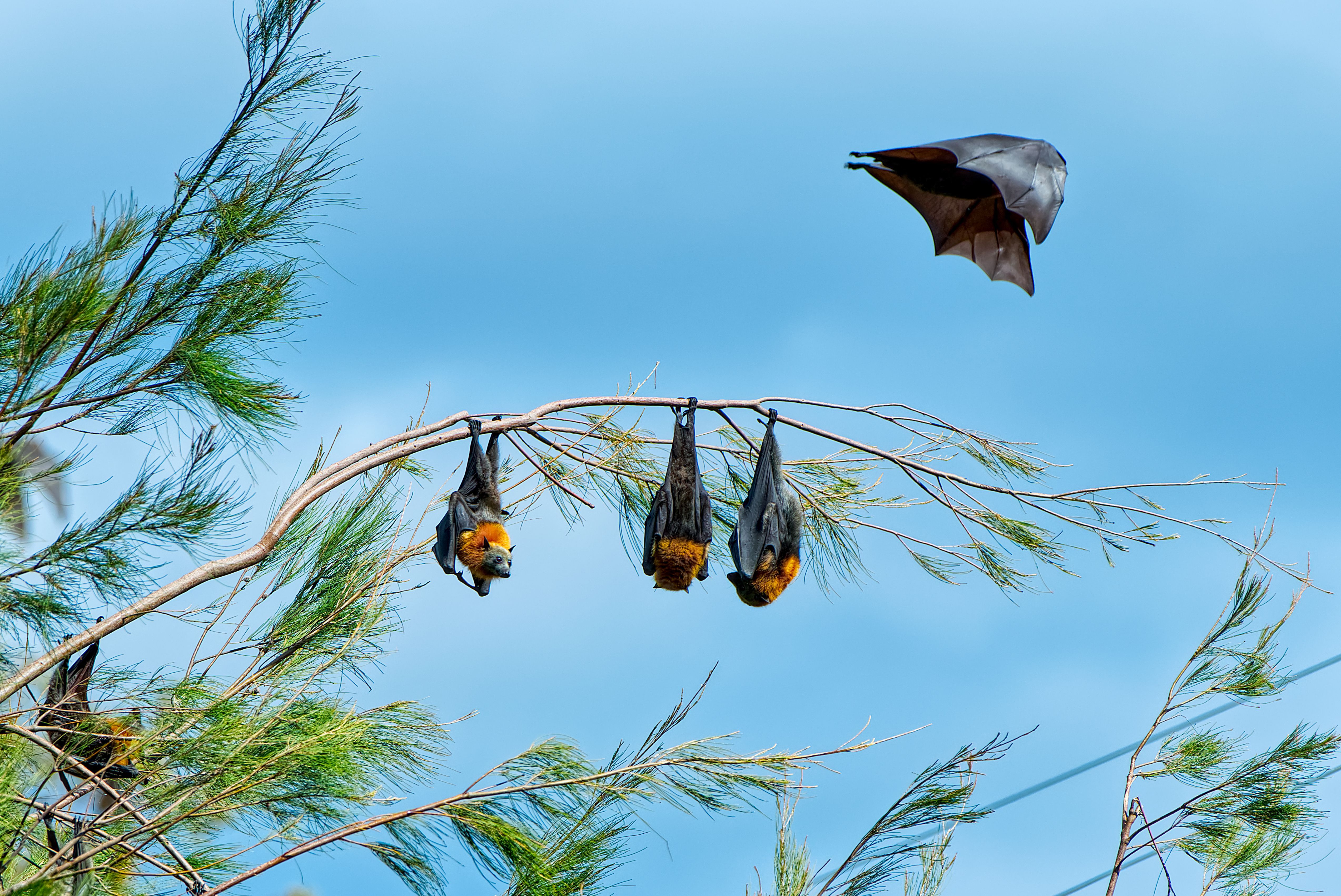 A l'écoute des chauves-souris