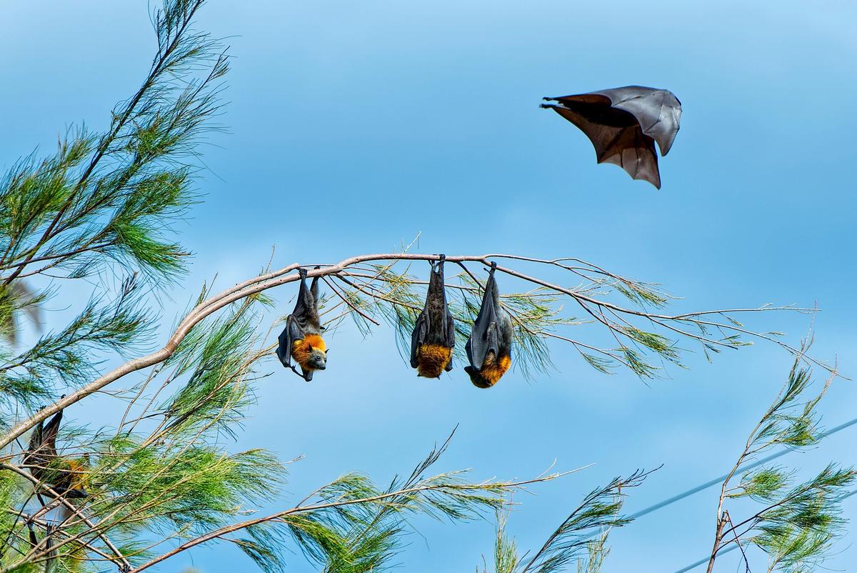 A l'écoute des chauves-souris