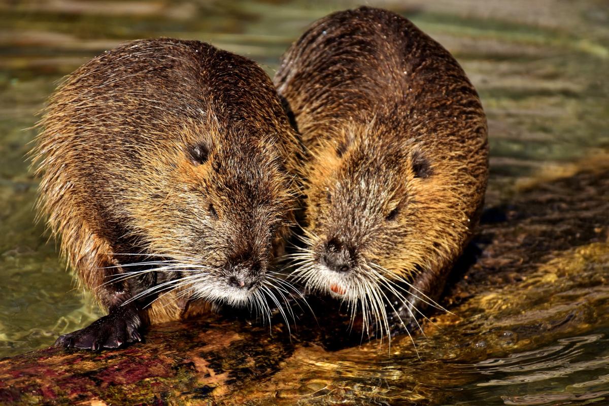 Exposition sur le réseau de suivi mammifères aquatiques