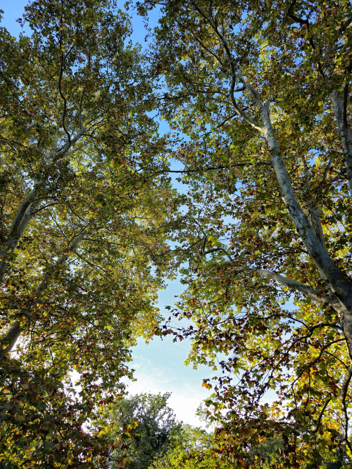 De platane à platane, à la découverte des arbres majestueux de la Pointe