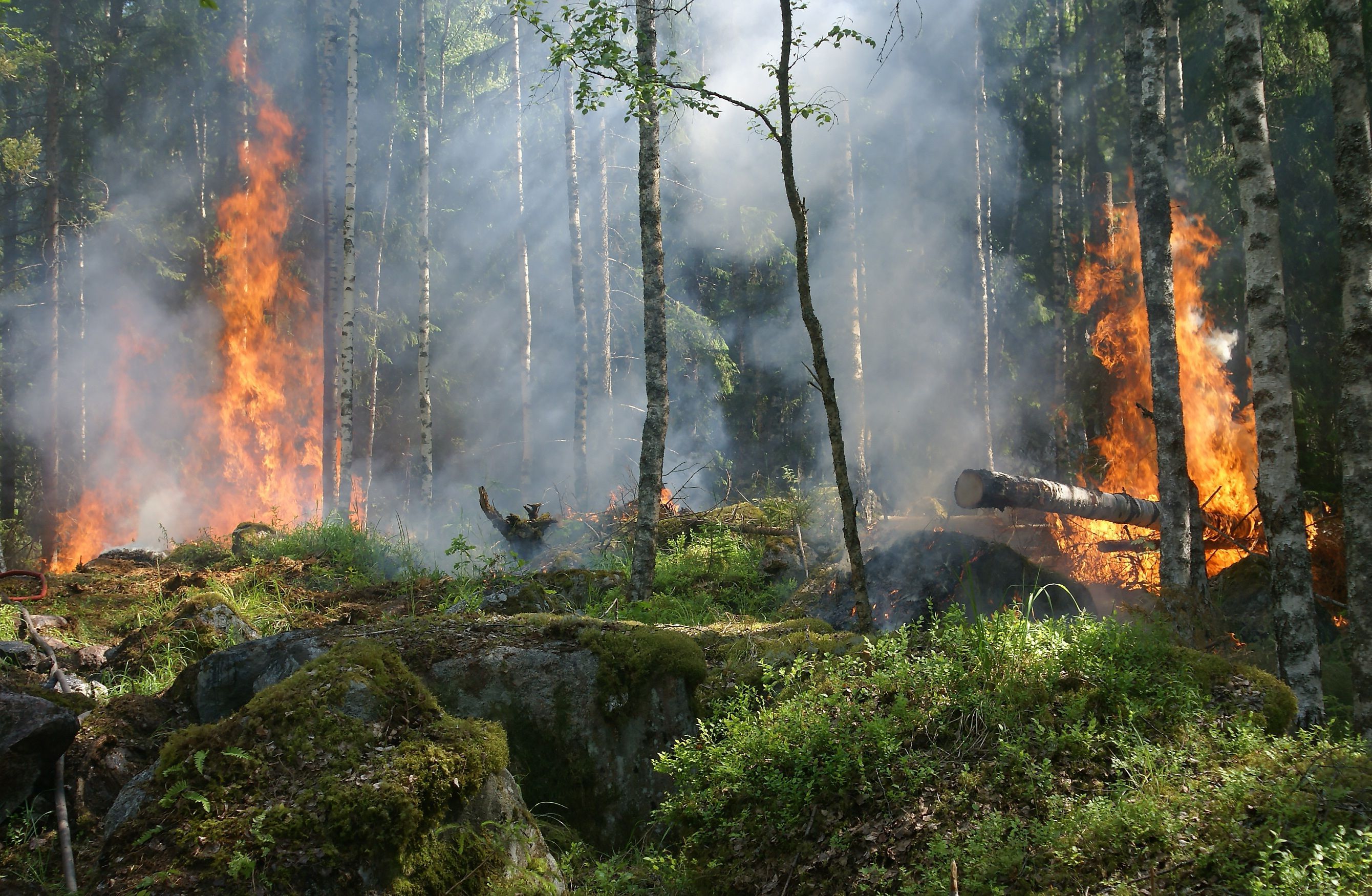 Escape Game Prévention incendies de forêt