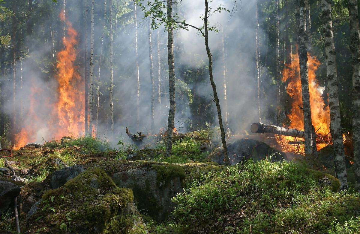 Escape Game Prévention incendies de forêt