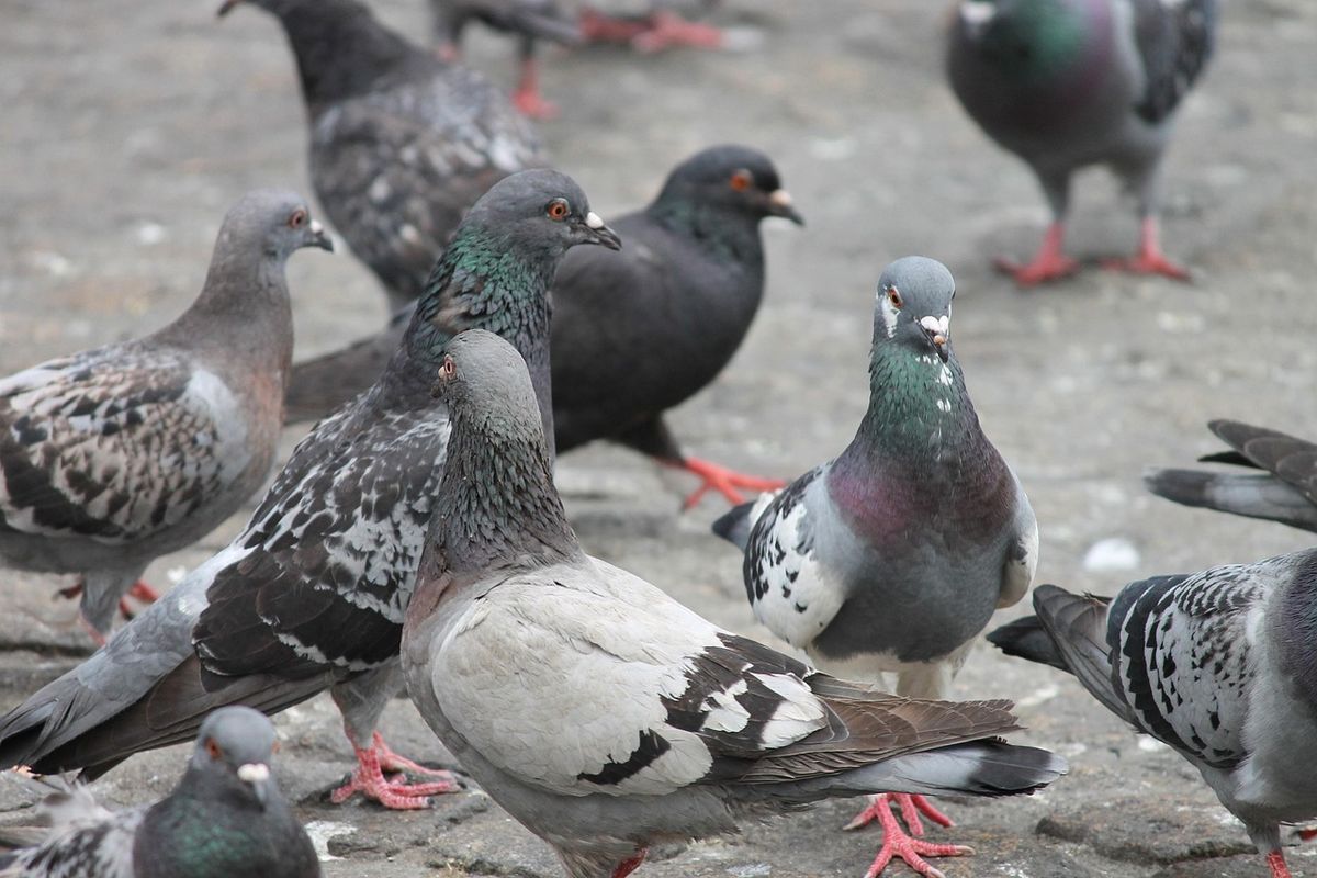Art d'élever des pigeons voyageurs
