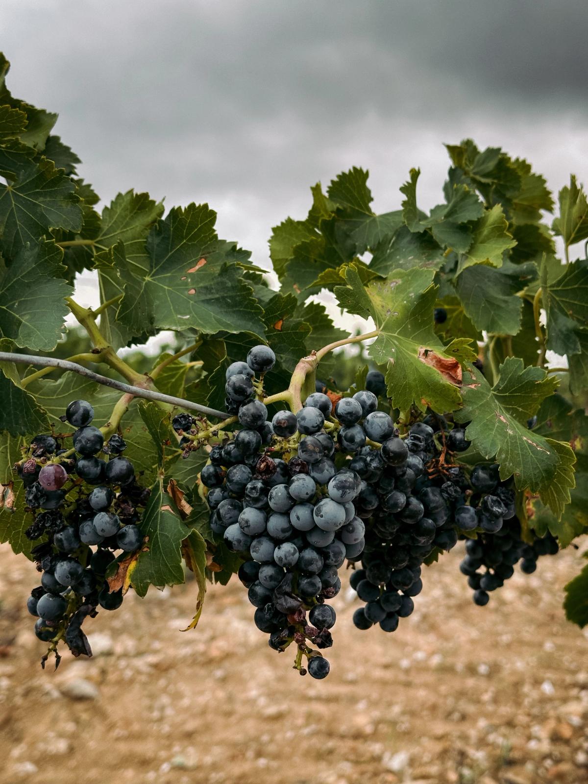 Rencontre “Le monde du vin change... t-il trop vite ?”