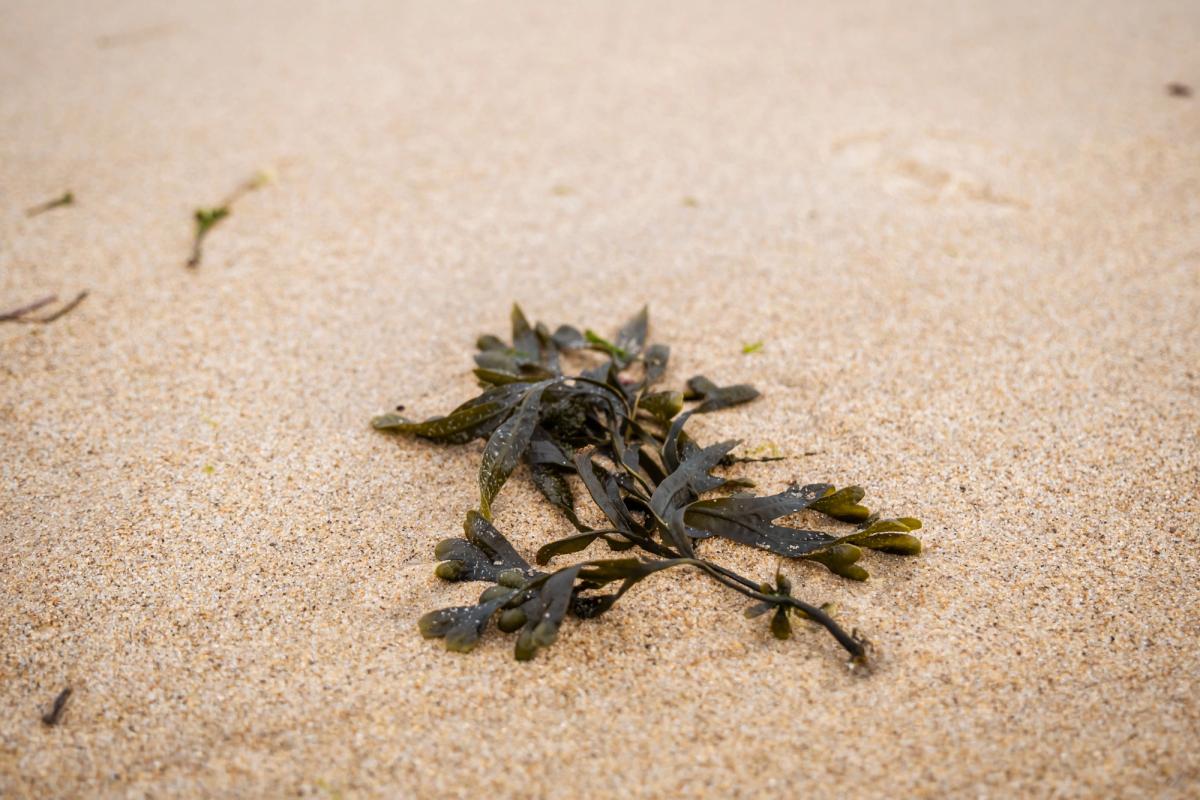 Saveurs du littoral