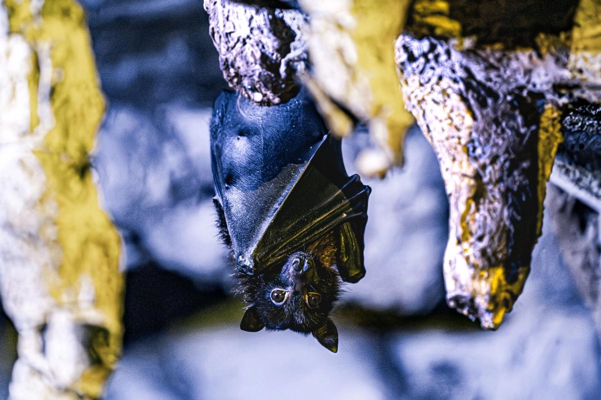 Les chauves-souris : aventurières de la nuit