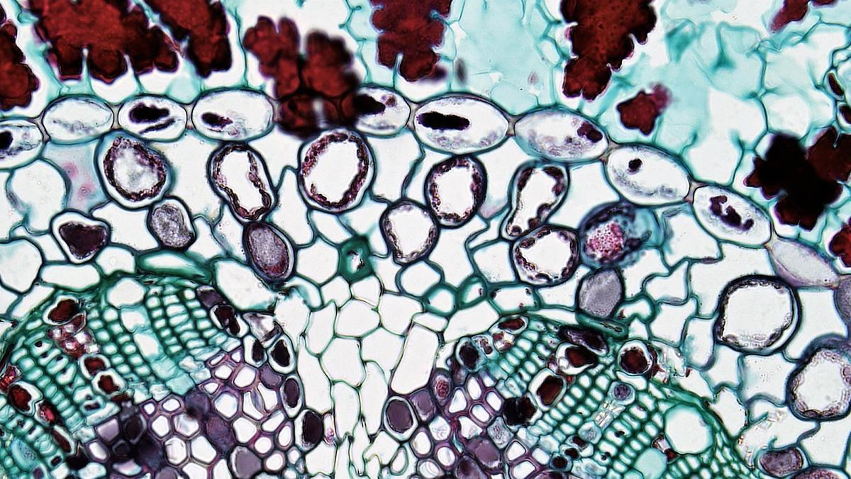 Le microbiote des plantes au service d’une agriculture plus durable