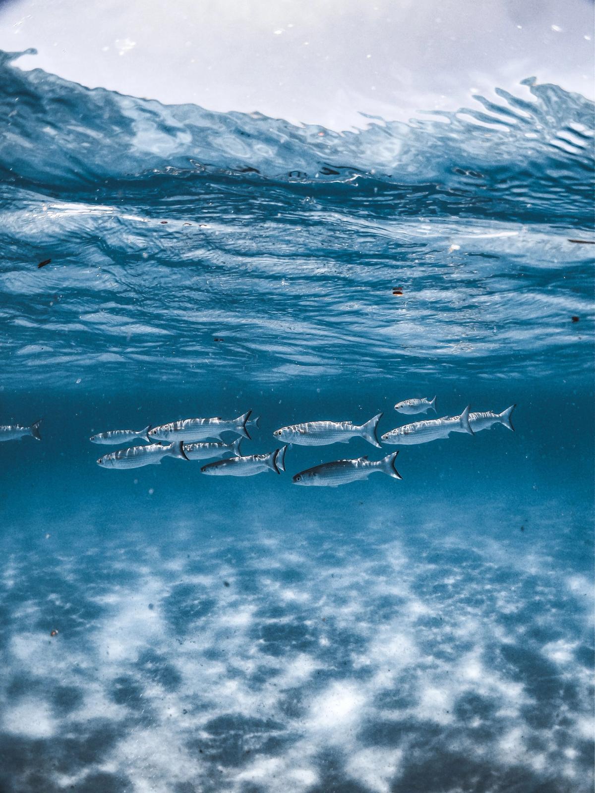 Sous l'Océan : rencontre des ondes sonores sous-marines