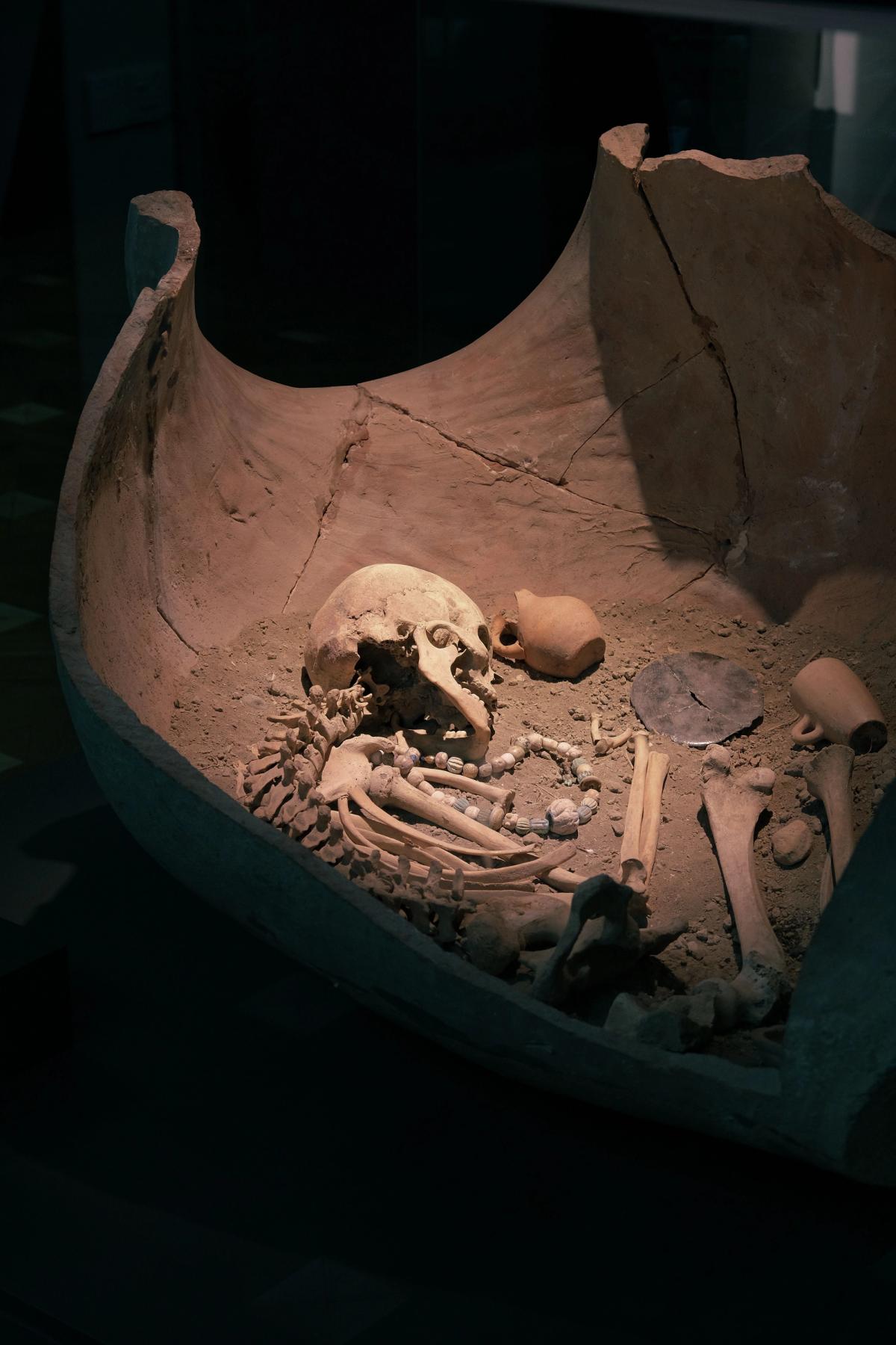 A la rencontre des hominines : évolution de la lignée humaine