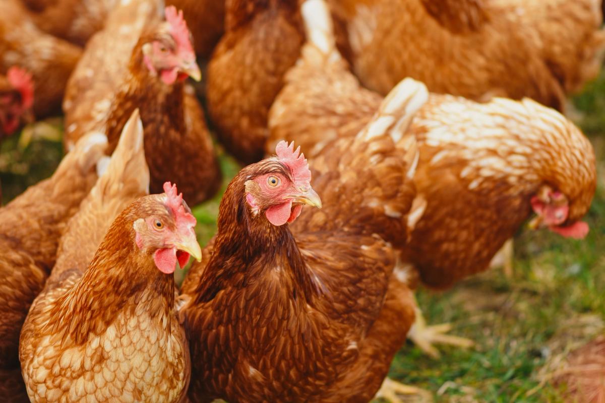 Bienvenu à la ferme...dans votre jardin ! Moins de déchets, plus d’oeufs … et des poules heureuses !