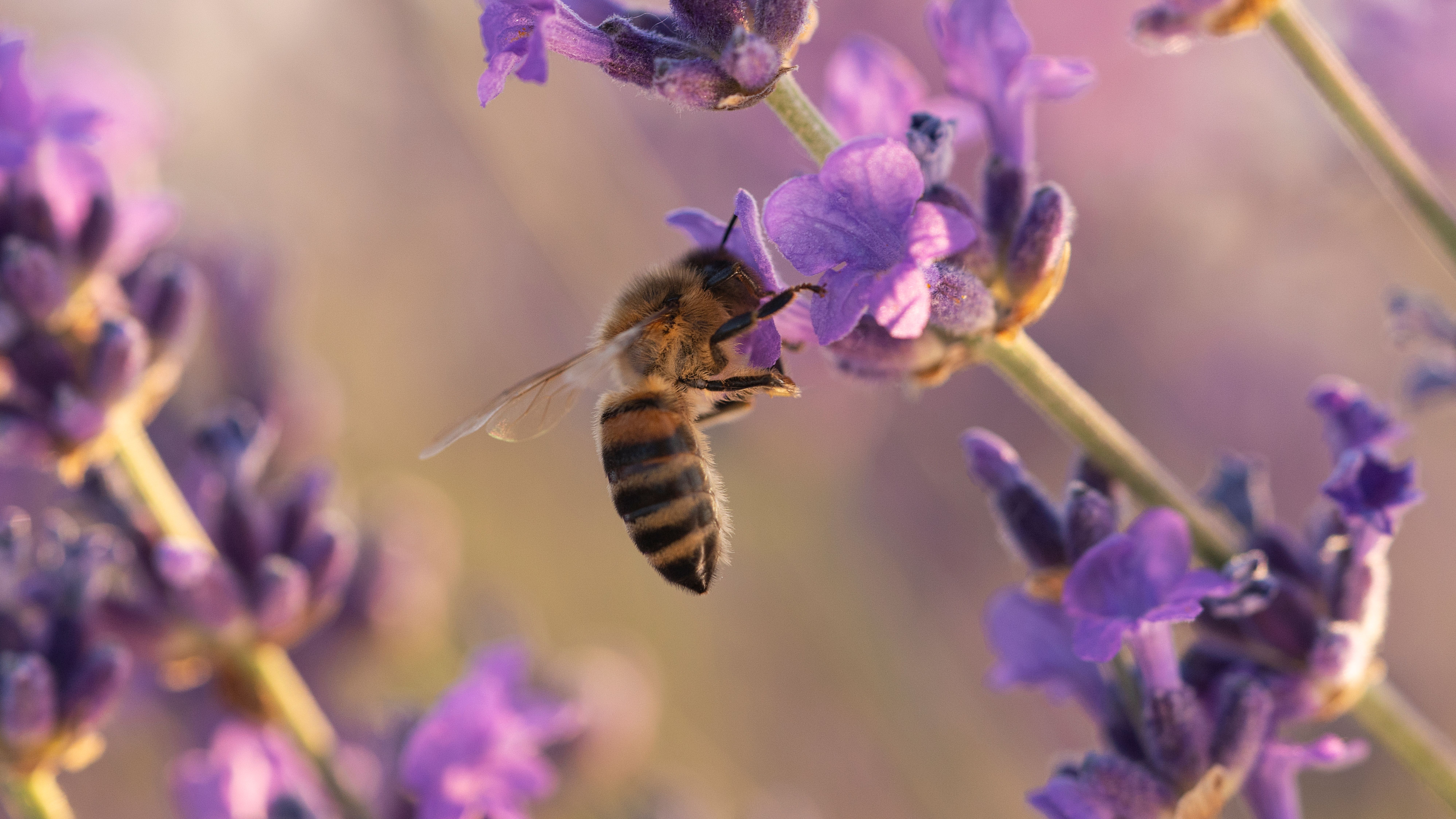 Abeilles : les super-héroïnes de la pollinisation ! par La Folie de Finfarine