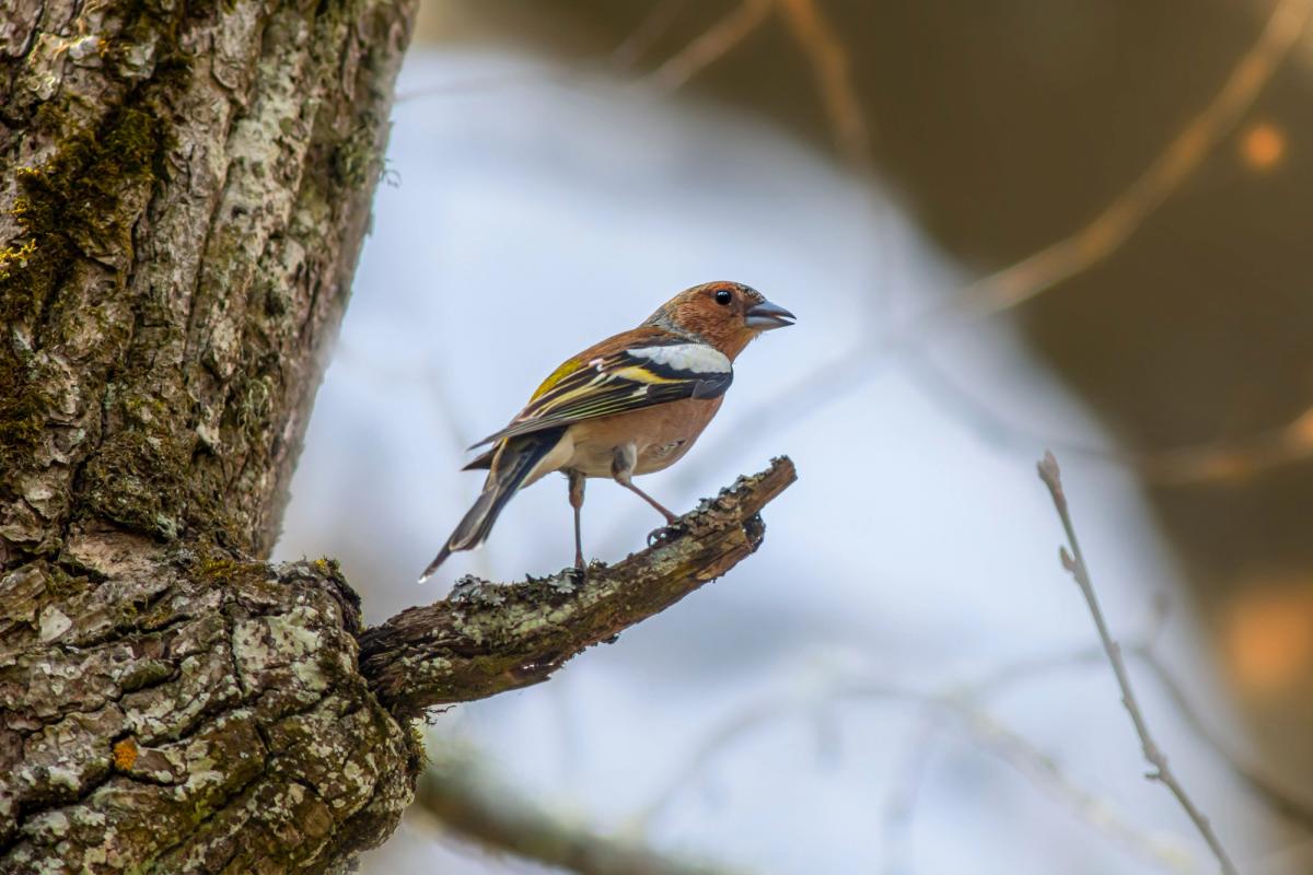 Découverte des oiseaux de proximité