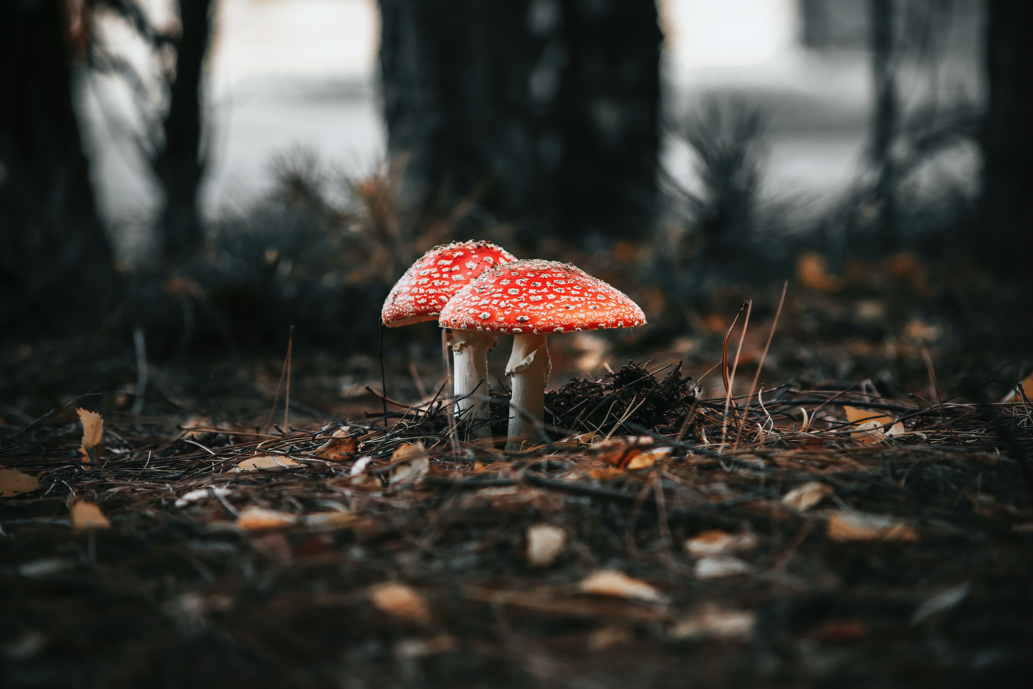 Le champignon caché : enquête sur le mycélium