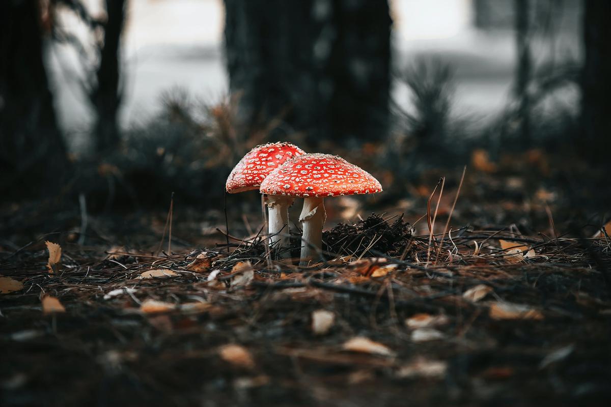 Le champignon caché : enquête sur le mycélium