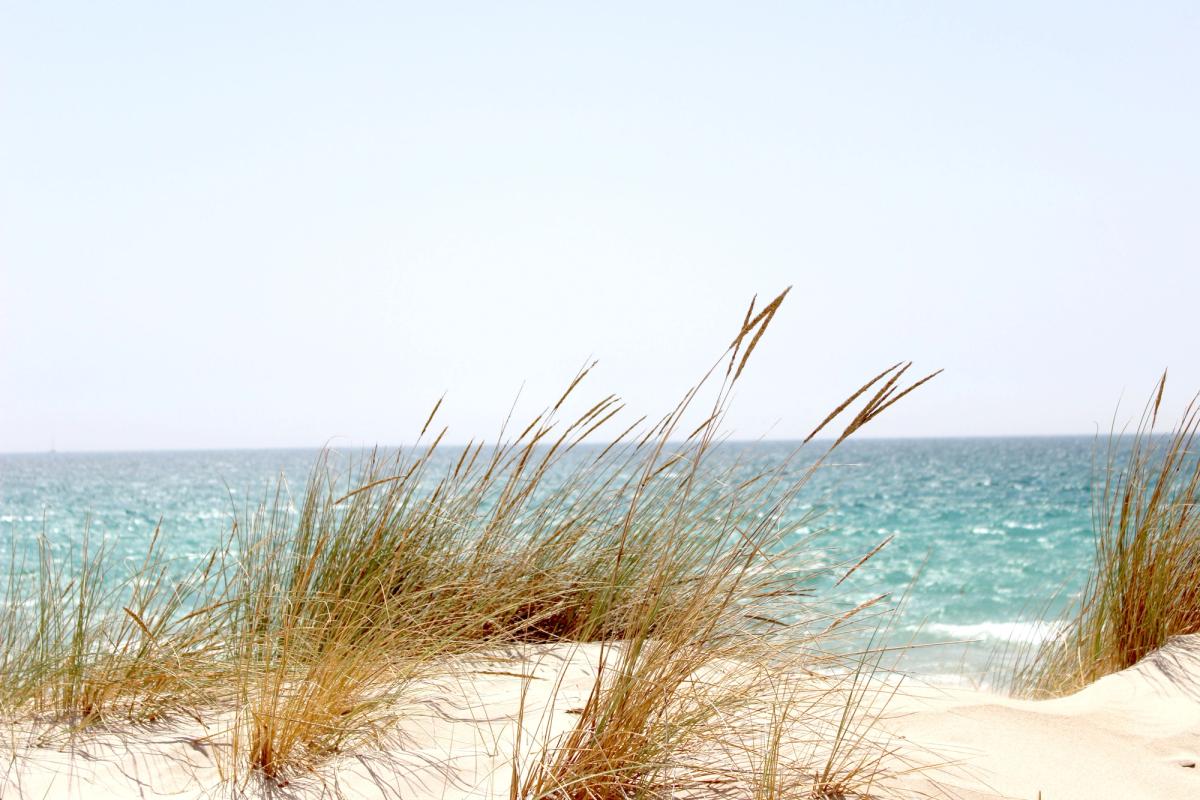 La dune et ses saveurs
