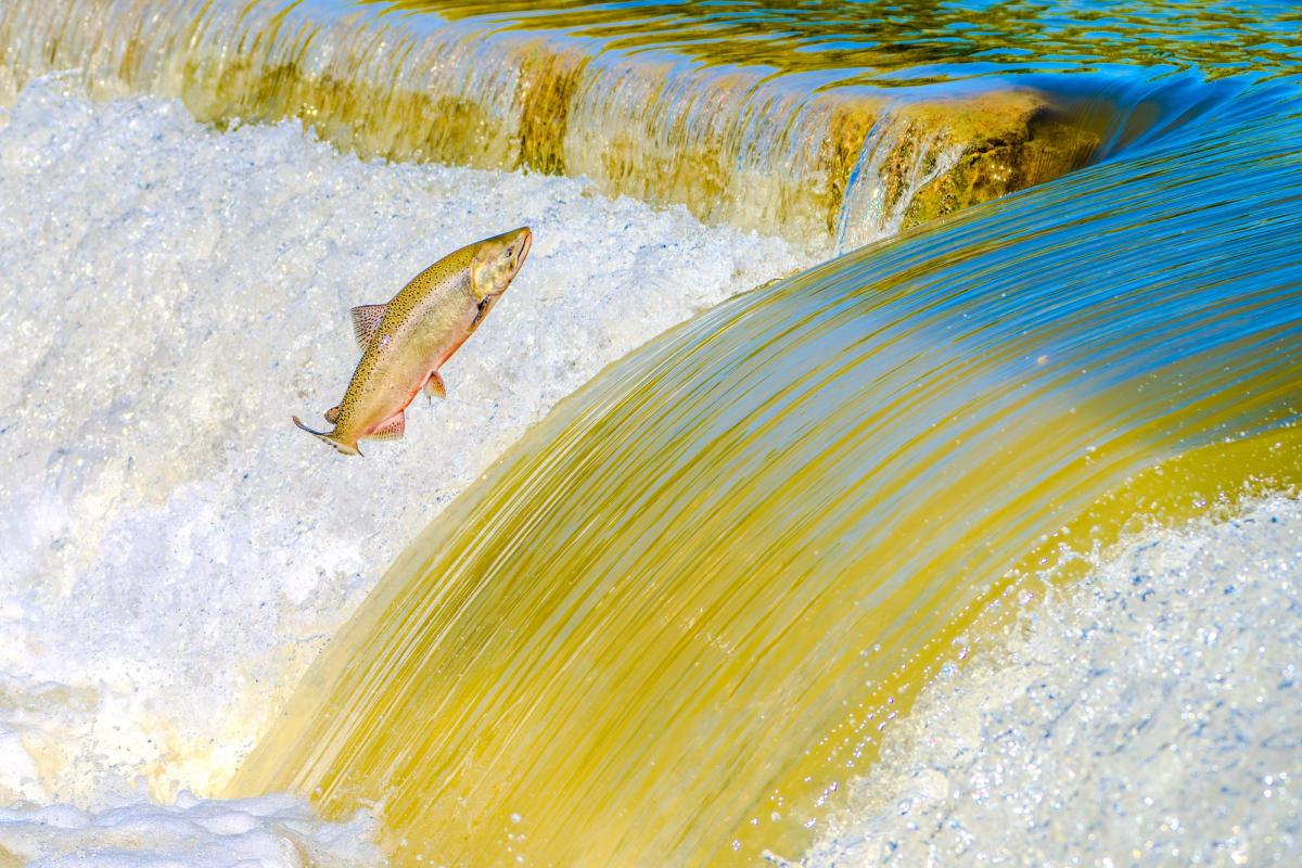 Et si, dans l’eau, les poissons « goûtaient » leur chemin ?