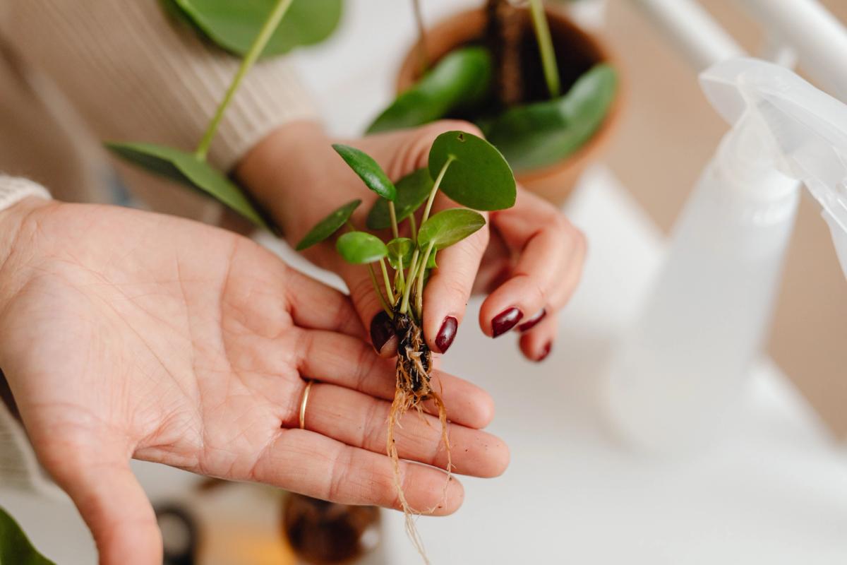 La vie d'une plante commence ici
