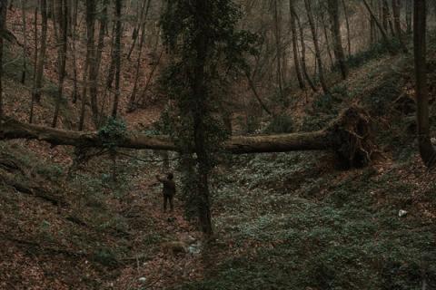 Šilaičių kapinėse po audros griuvo medžiai ir užvertė takus